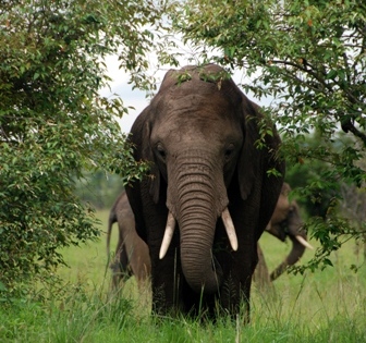 Amboseli