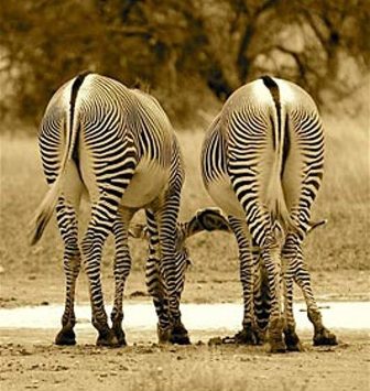 Grevy's