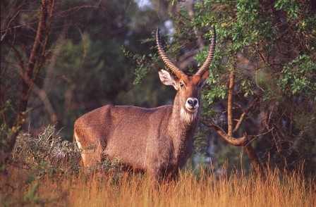 Bush Buck